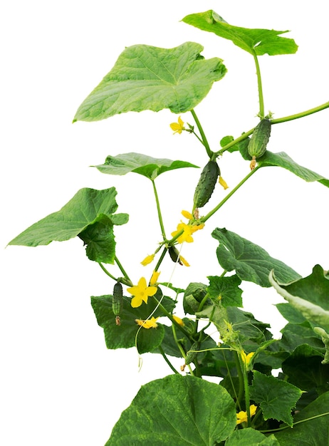 Planta de pepino pepino com folhas e flores isoladas em branco pepinos no jardim