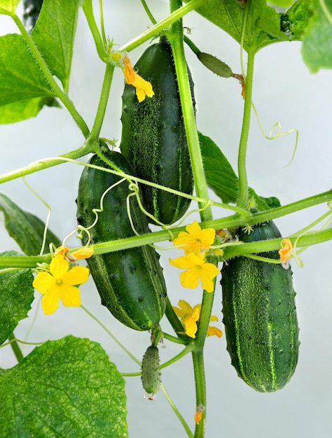 Planta de pepino pepino com folhas e flores no jardim