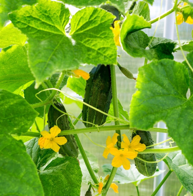 Planta de pepino Pepino com folhas e flores no jardim