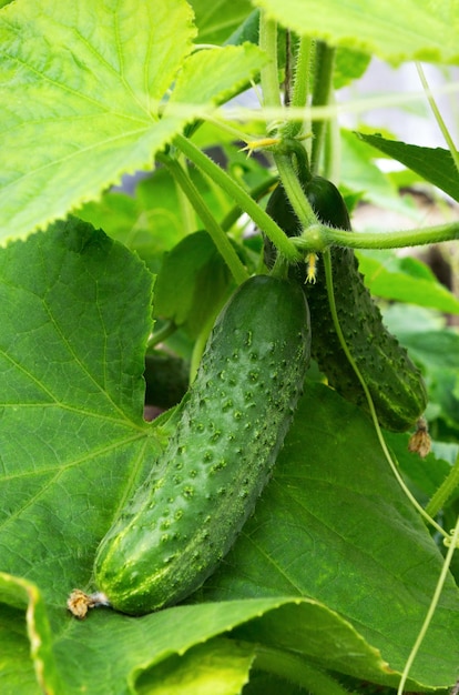 Planta de pepino pepino com folhas e flores pepinos no jardim