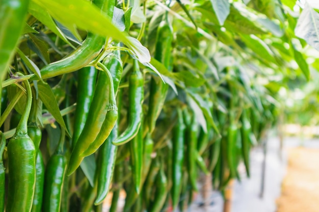 Planta de pimenta malagueta em horta orgânica