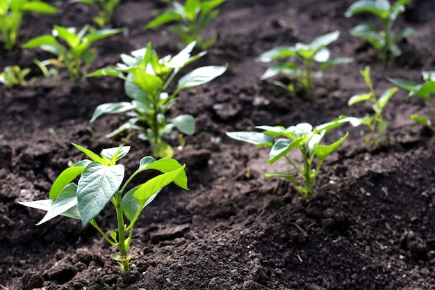 Planta de pimenta no jardim no início da manhã. plantar mudas de pimenta no solo. O conceito de conservação da natureza e da agricultura.