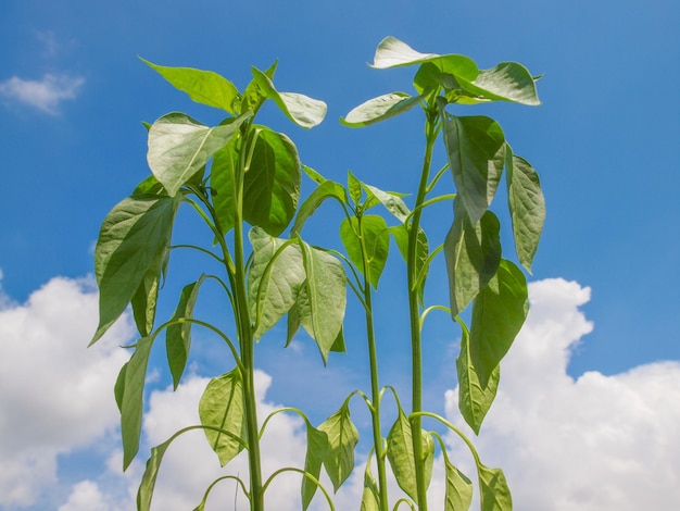 Planta de pimenta plug