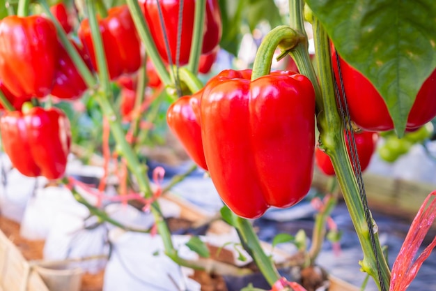 Planta de pimentão vermelho crescendo em jardim orgânico