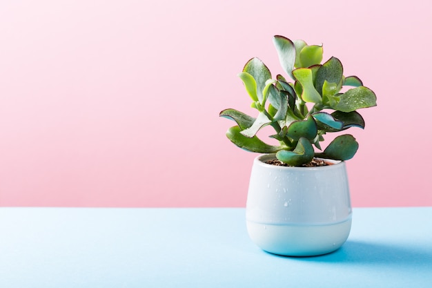 Planta de planta suculenta em vaso de cerâmica cinza