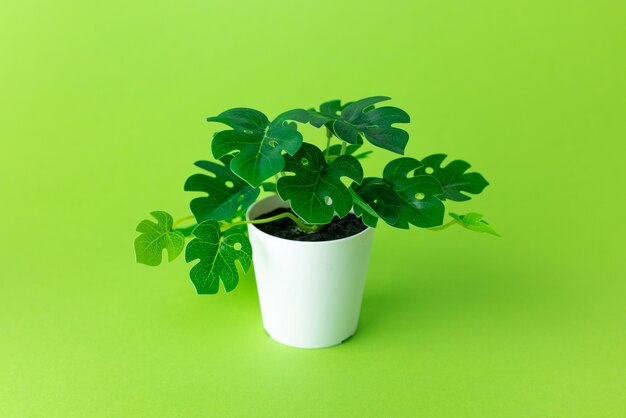 Planta de plástico verde gramínea em vasos sobre fundo verde isolada