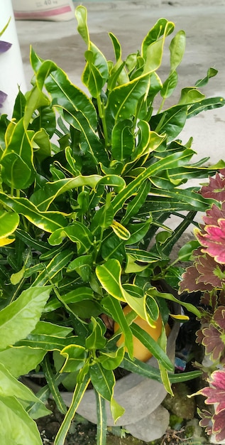 Foto planta de puring codiaeum variegatum obtida a curta distância
