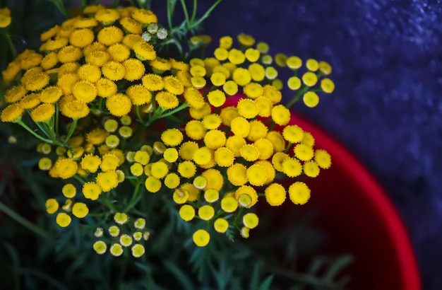 Foto planta de pyzhma comum tanacetum vulgare ou flores amarelas de tansy