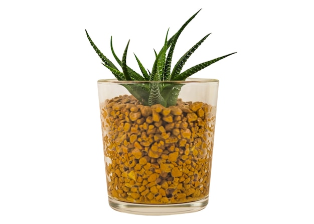 Planta de recipiente de jardim natural suculenta Haworthia endêmica da África do Sul em vaso de vidro transparente isolado no fundo branco. Fechar-se. Foco seletivo. Copie o espaço