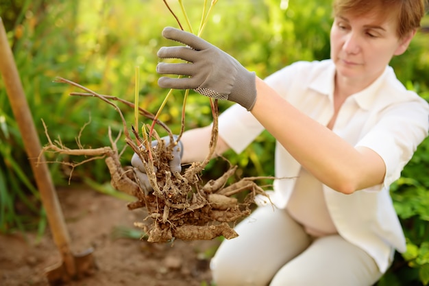 Planta de replantação da mulher no jardim em casa.