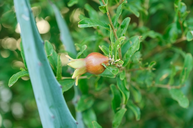 Planta de romã, feche frutas com pragas.