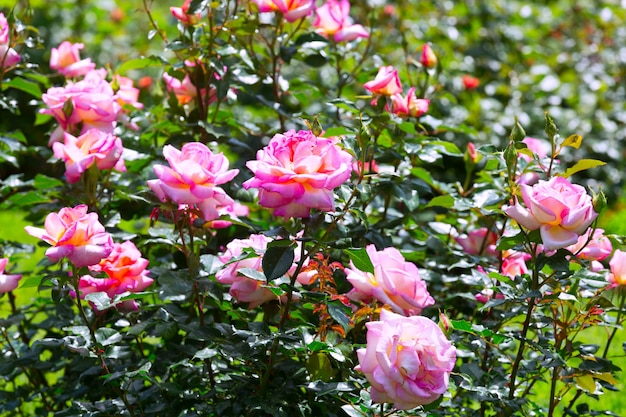 Planta de rosas em flor no jardim da primavera