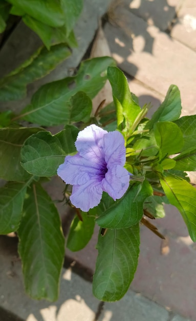 Planta de Ruellia tuberosa