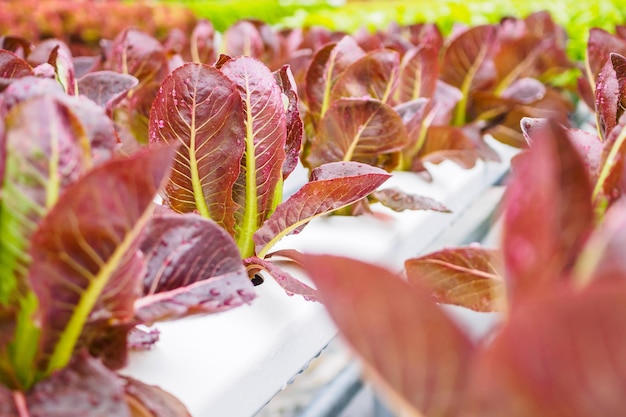 Planta de salada de alface com folhas vermelhas orgânicas frescas em sistema agrícola de hortaliças hidropônicas