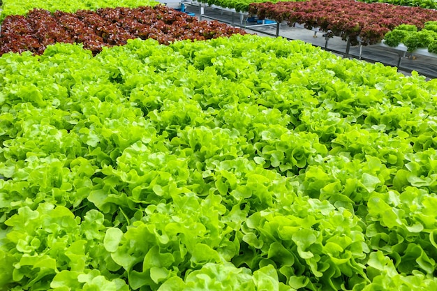 Planta de salada de alface de carvalho verde orgânica fresca em sistema de cultivo de vegetais hidropônicos