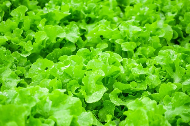 Planta de salada de alface de folhas verdes orgânicas frescas fechadas em sistema de cultivo de vegetais hidropônicos