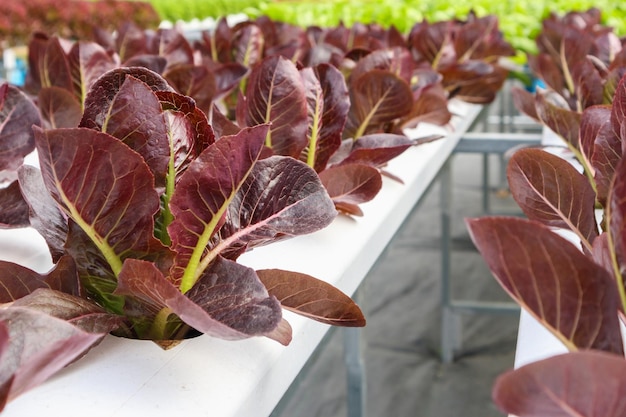 Planta de salada de alface de folhas vermelhas orgânicas frescas em sistema de cultivo de vegetais hidropônicos