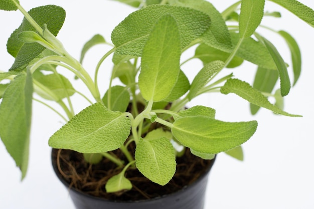 Planta de sálvia em vaso no fundo branco