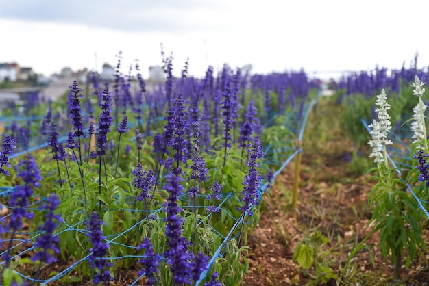 Planta de Salvia nemorosa crescendo em Da Lat no Vietnã