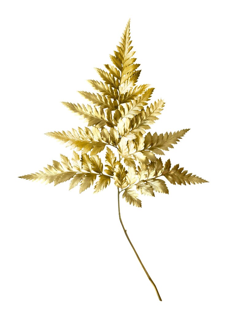Foto planta de samambaia de folha de couro em fundo transparente