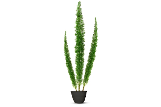 Planta de samambaia Foxtail Asparagus Densiflorus isolado no fundo branco