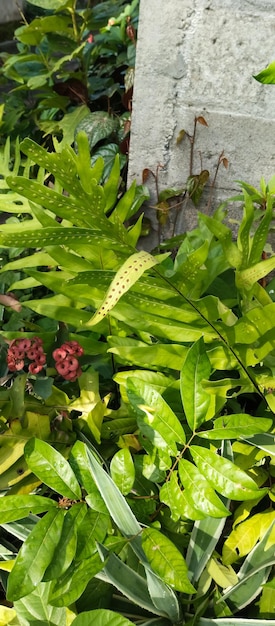 Planta de samambaia monarca tirada de perto e de perto