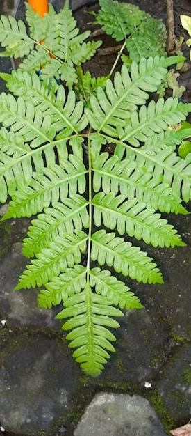 Planta de samambaia preta tirada de perto