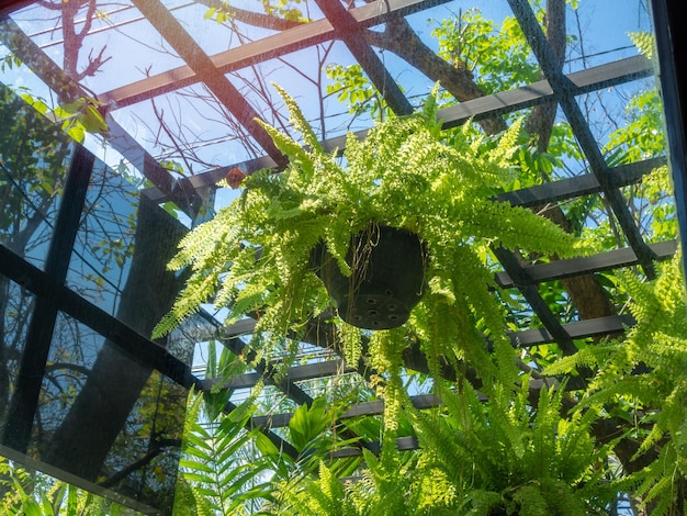 Planta de samambaia verde em pote preto pendurado em estufa