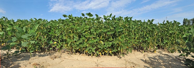 Planta de soja em um campo agrícola contra um céu azul