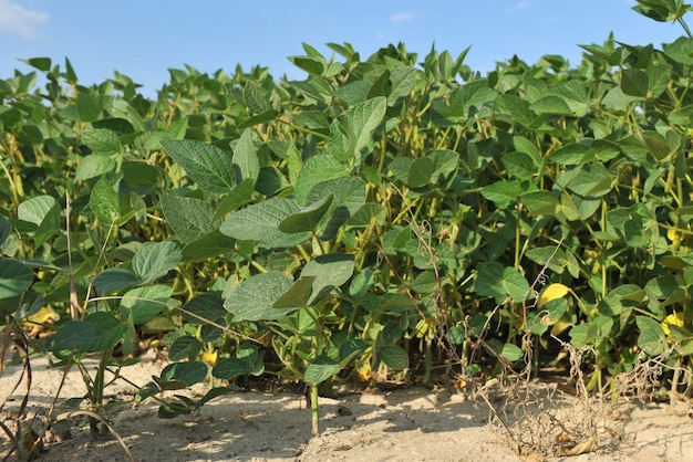 Planta de soja em um campo agrícola contra um céu azul