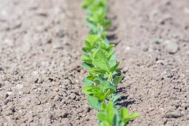 Planta de soja verde cultivada no campo, tempo de primavera.