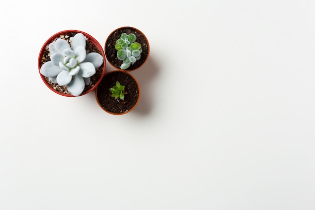 Planta de suculentas em panela no fundo branco