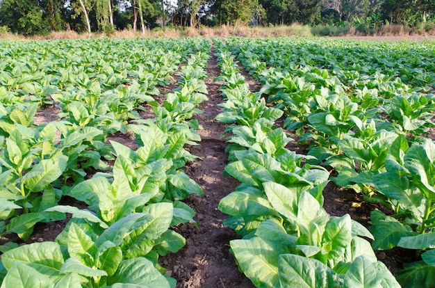 Planta de tabaco e fundo de natureza fresca