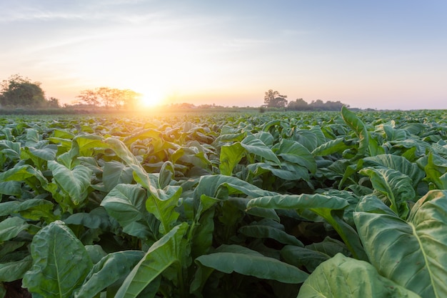 planta de tabaco verde em campo em Nongkhai da Tailândia.