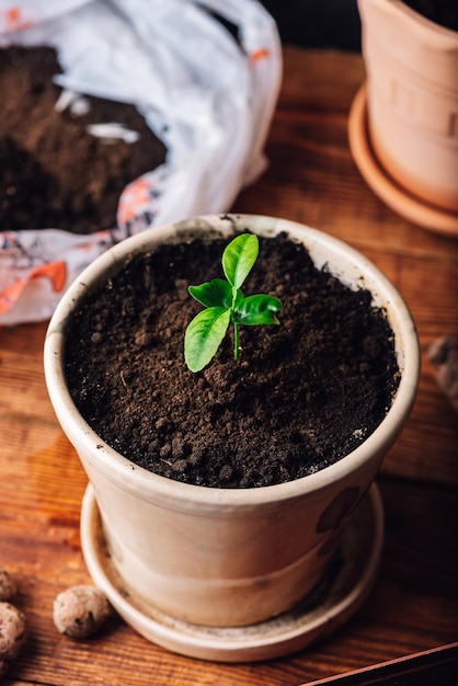 Planta de tangerina jovem em uma panela de cerâmica