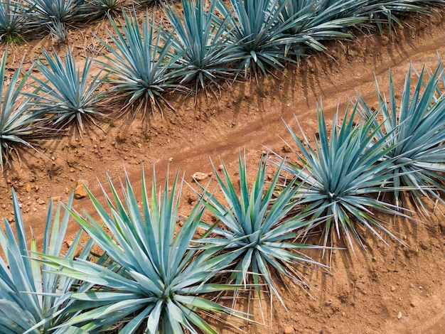 Planta de tequila de agave - campos de paisagem de agave azul em Jalisco, México