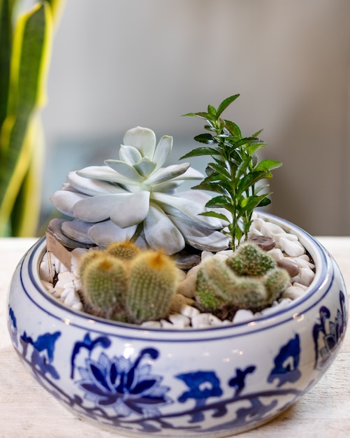 Planta de terrário em vaso, com cacto, suculenta