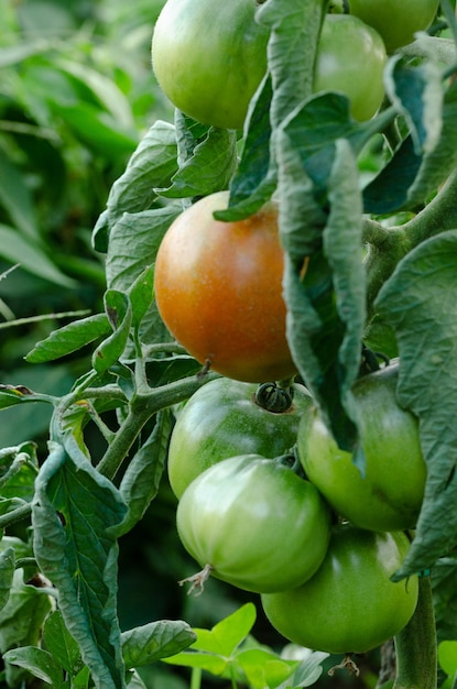 Planta de tomate com colheita Tomates maduros e verdes Copie o espaço