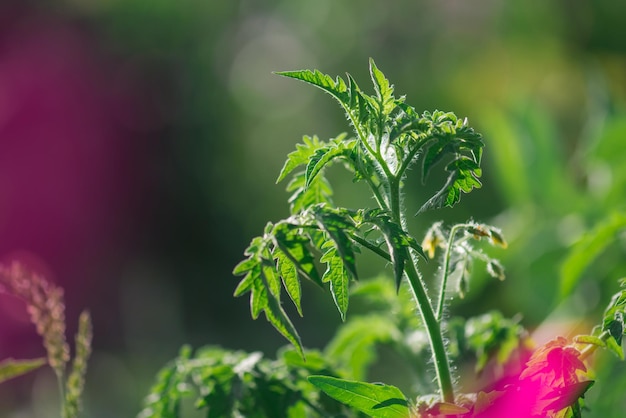 Planta de tomate com folhas verdes na horta