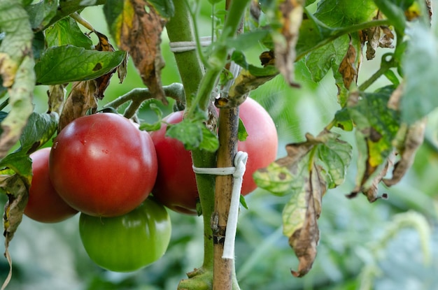 Planta de tomate com frutas vermelhas com fundo desfocado copiar espaço