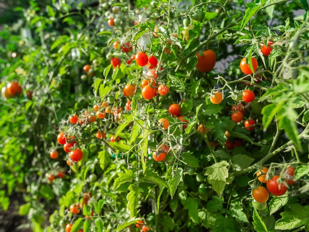 Planta de tomate maduro crescendo bando fresco de tomates naturais vermelhos em um galho na horta orgânica