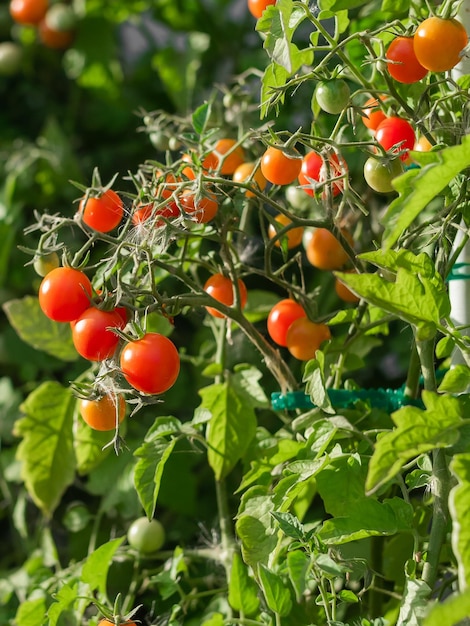Planta de tomate maduro crescendo Bando fresco de tomates naturais vermelhos em um galho na horta orgânica
