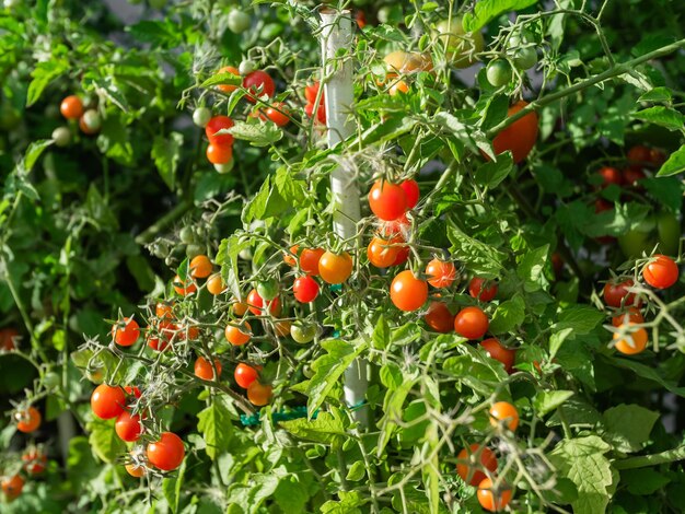 Planta de tomate maduro crescendo Bando fresco de tomates naturais vermelhos em um galho na horta orgânica