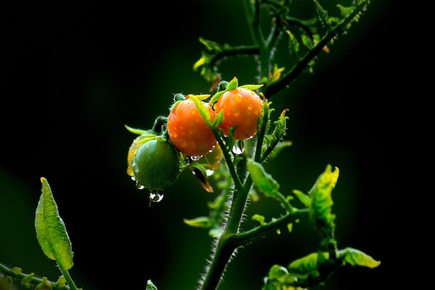 Planta de tomate orgânico crescendo na planta