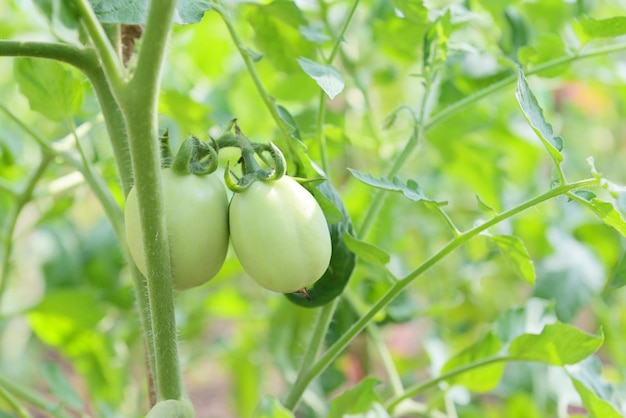 Planta de tomate tomates verdes em uma horticultura com efeito de estufa vegetais tomate cultivando um monte fresco de tomates jovens naturais