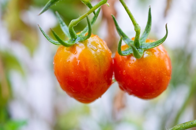 Planta de tomates vermelhos maduros frescos pendurada no crescimento da videira em um jardim orgânico pronto para a colheita