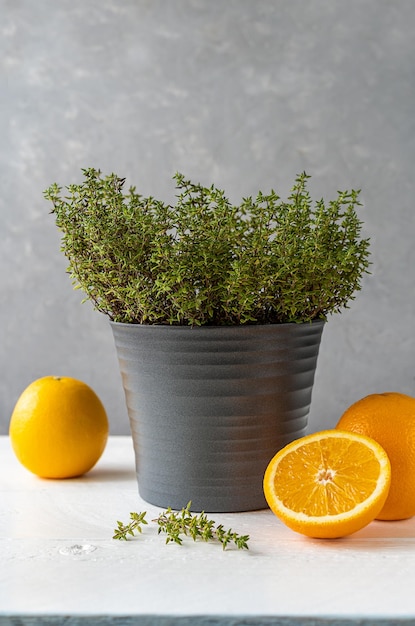 Planta de tomilho laranja ou timo citriodorus em vaso cinza com laranjas fatiadas em fundo cinza