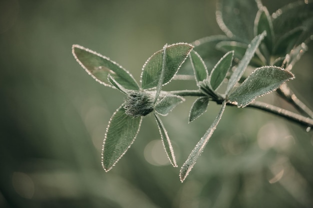 Planta de trevos verdes