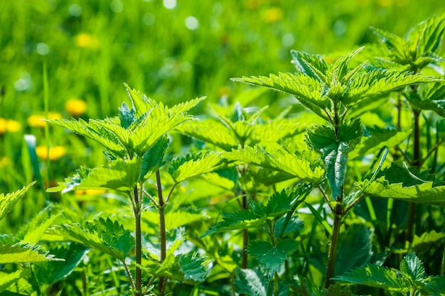 Planta de urticária