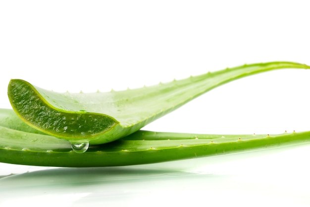 Planta de vera do aloés no fundo branco. Aloe vera é usado na medicina tradicional como um tratamento da pele.